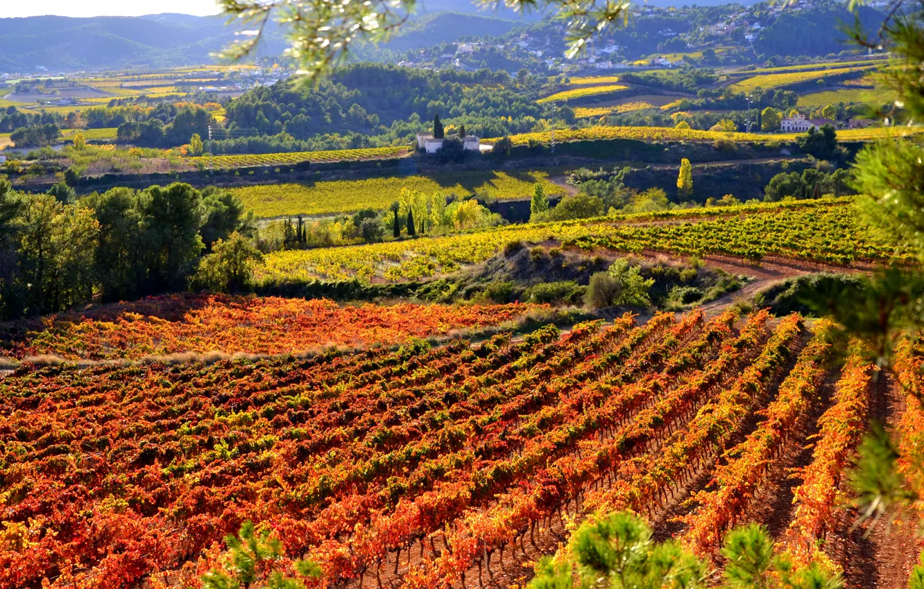 Фото обои осень, поля, Испания, плантации, Catalonia
