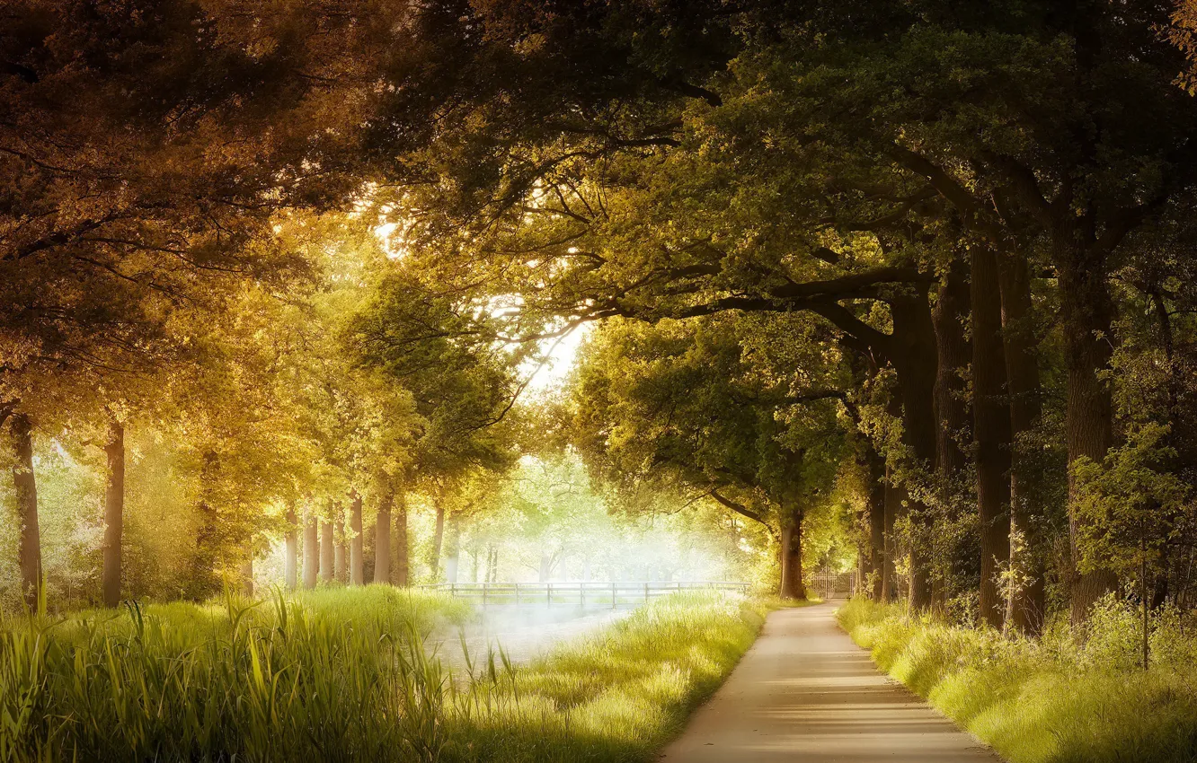 Фото обои осень, природа, парк