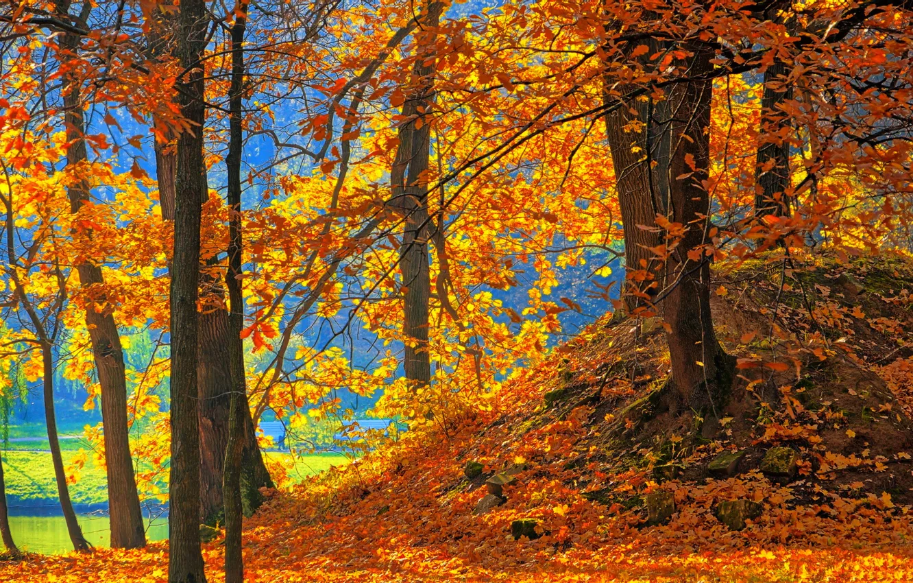 Фото обои осень, листья, деревья, парк, скамья, водоем
