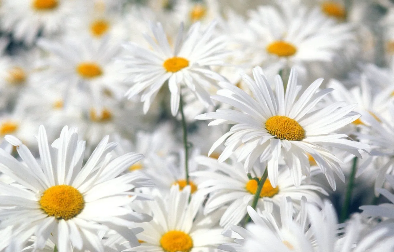 Фото обои Цветы, Белый, Ромашки
