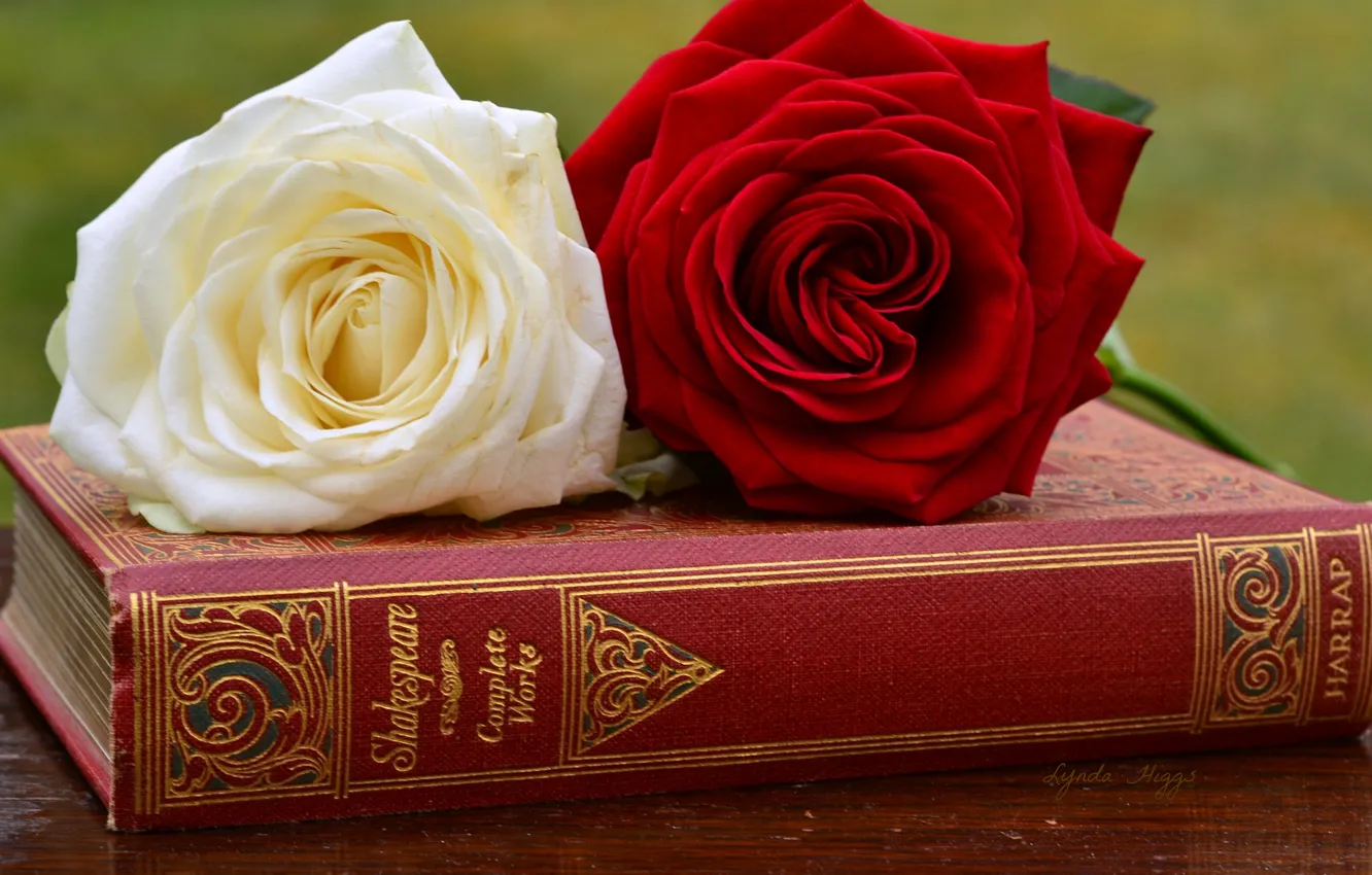 Фото обои розы, книга, бутоны
