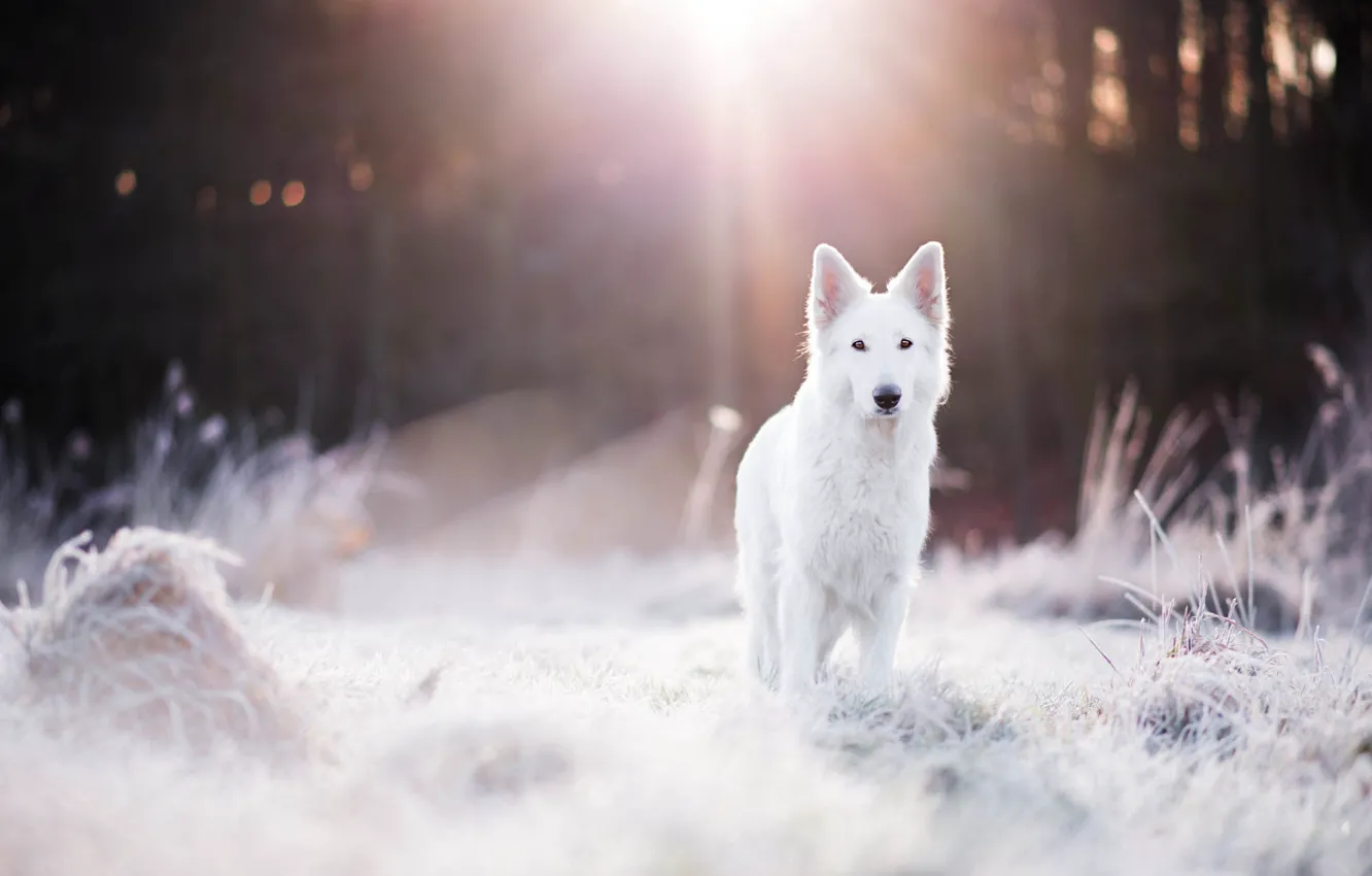 Фото обои зима, иней, лес, трава, свет, собака, боке, швейцарская овчарка