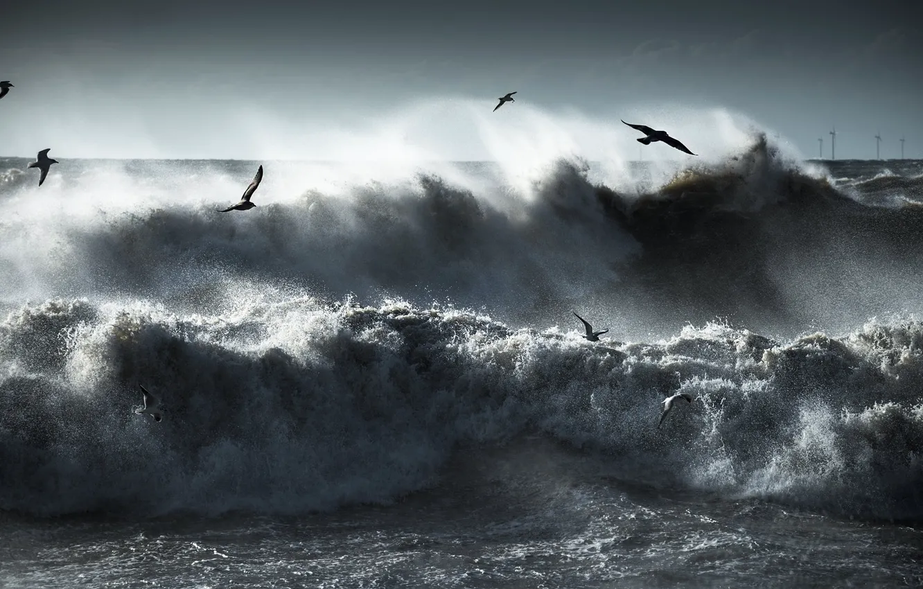 Фото обои море, волны, полет, брызги, птицы, шторм, чайки, стая