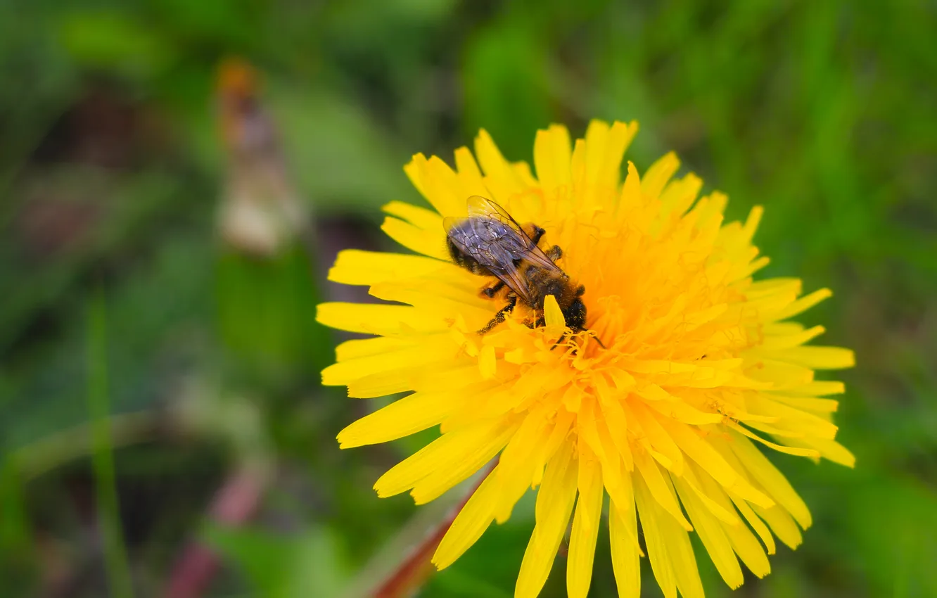 Фото обои flower, yellow, spring, insect, bee