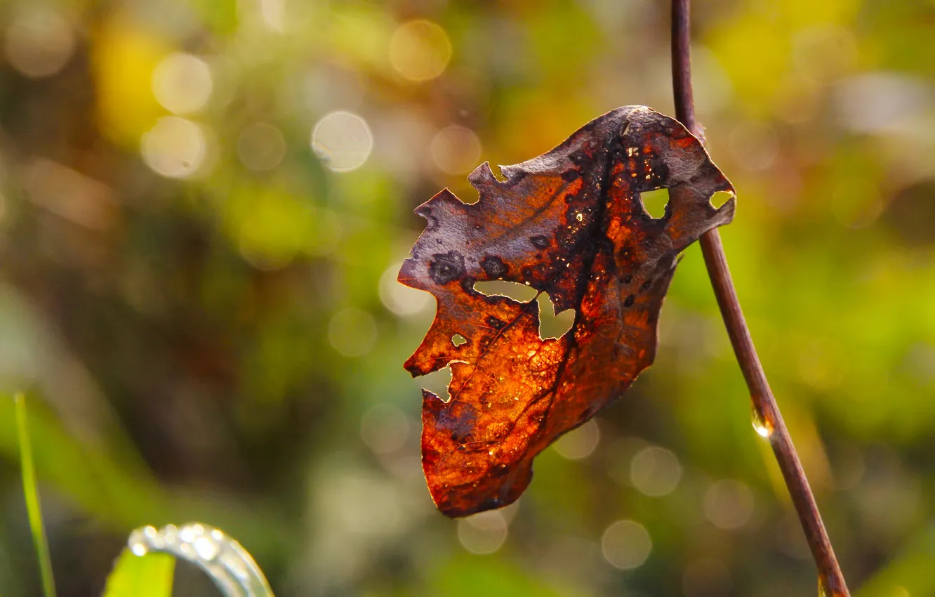 Фото обои autumn, leaf, fall, twig