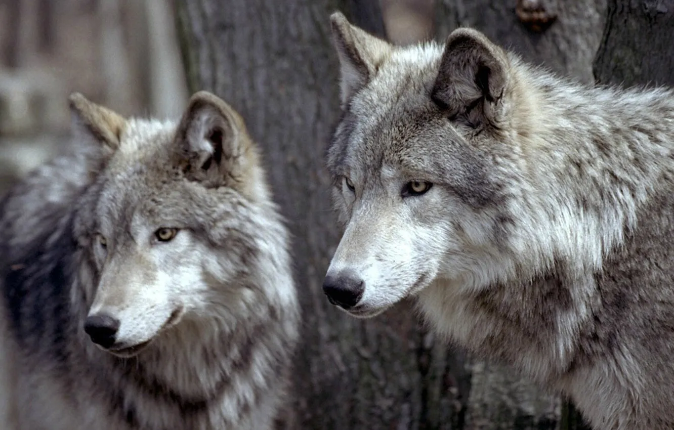Фото обои nature, face, animal, wolf, wildlife, head, fur, mammal