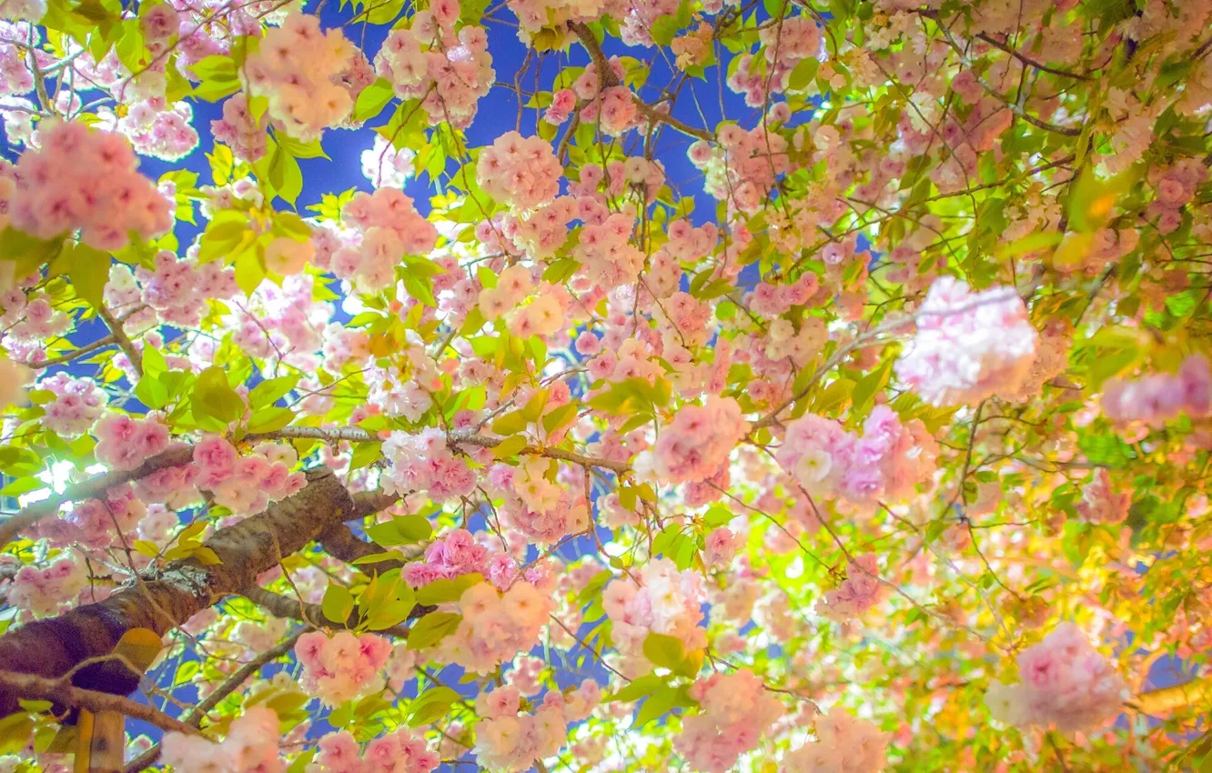 Фото обои ветки, вишня, дерево, весна, сакура, цветение