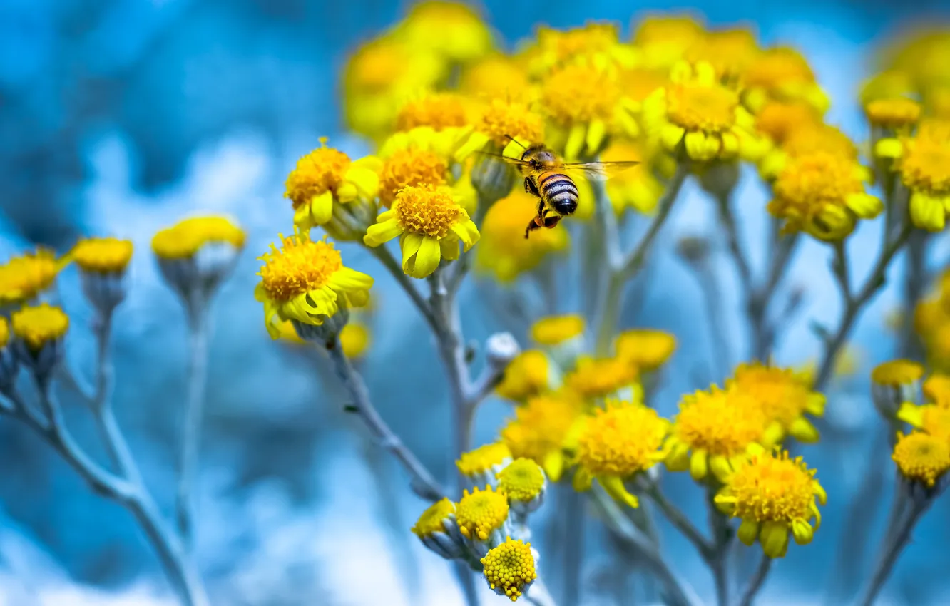 Фото обои макро, цветы, пчела, весна, желтые, сад
