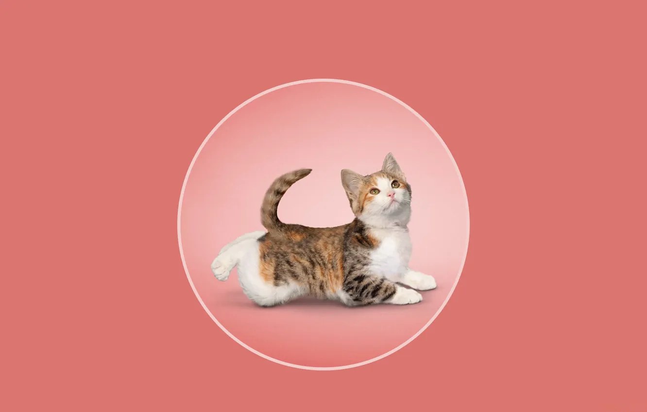 Фото обои круг, йога, котёнок, розовый фон
