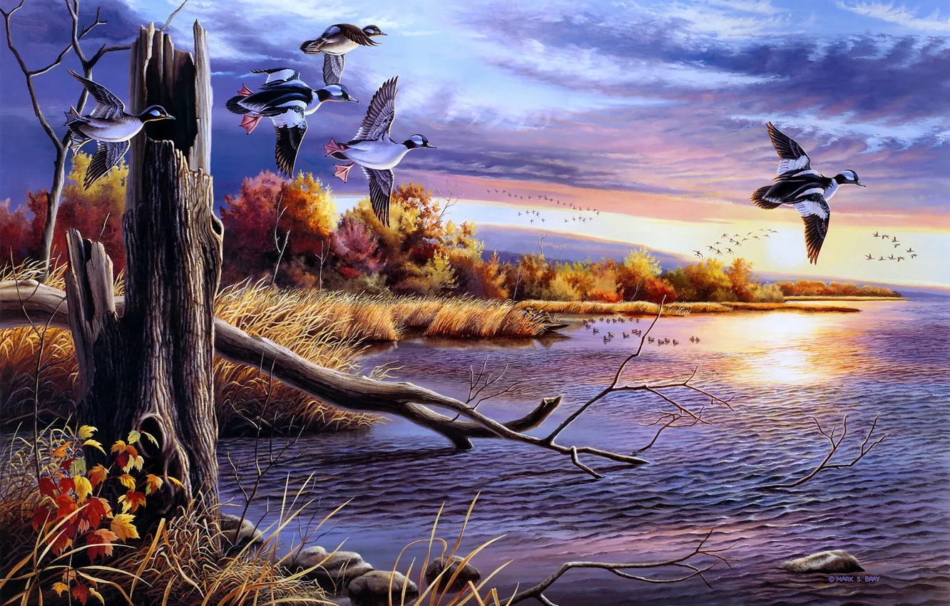 Фото обои осень, вода, птицы, озеро, рисунок, утки, живопись, Mark S. Bray
