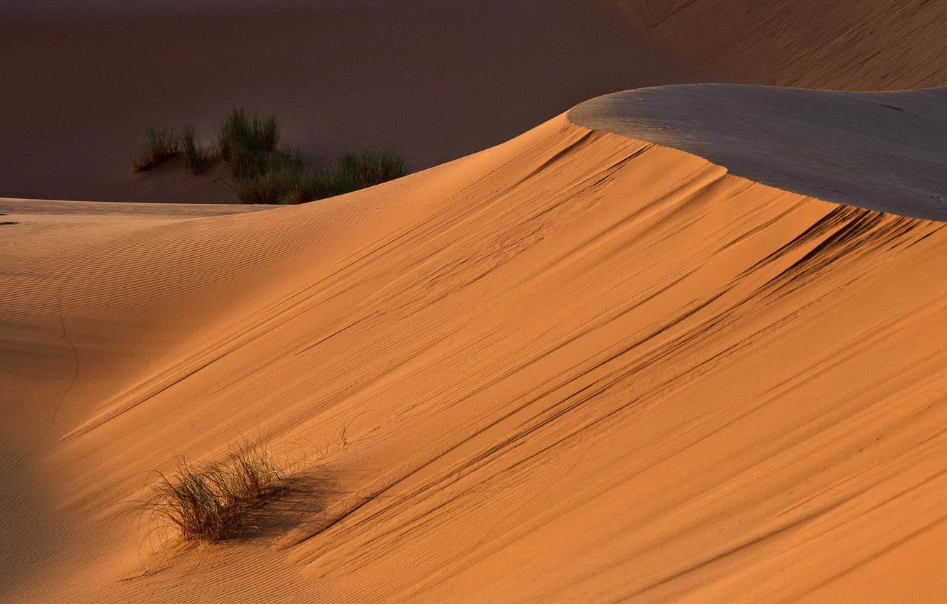 Фото обои растительность, пустыня, дюны