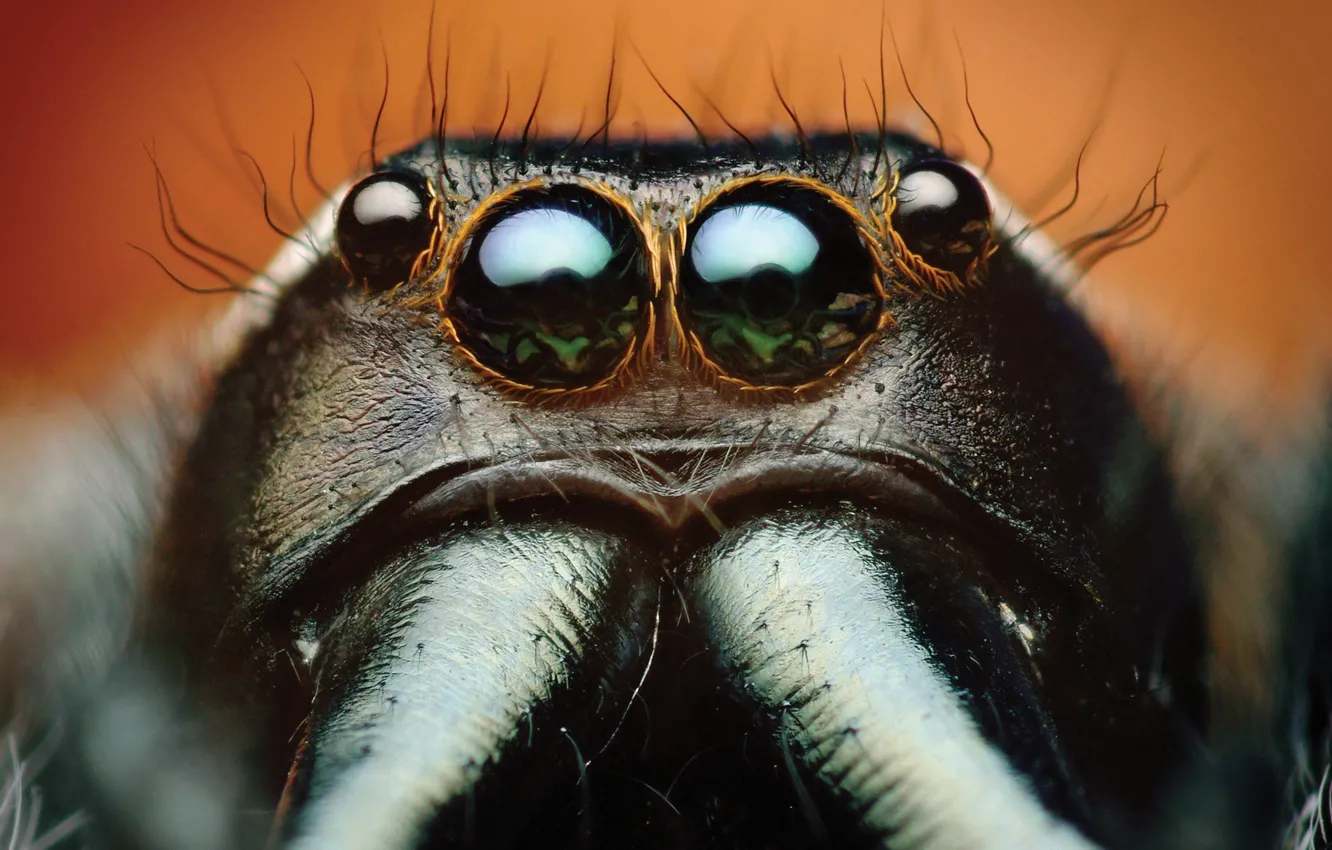 Фото обои spider, eyes, macro, animal, Bagheera, spider Central America, Bagheera Kiplingi