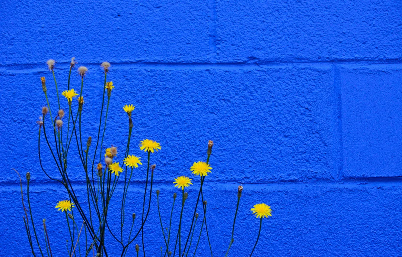 Фото обои цветы, стена, цвет