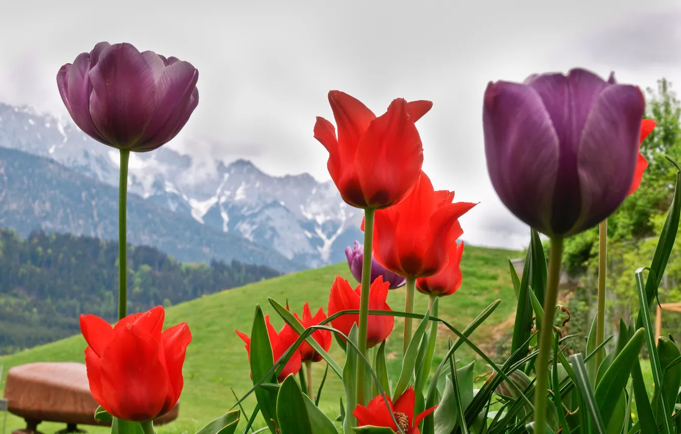 Фото обои цветы, озеро, тюльпаны, альпы, монтре