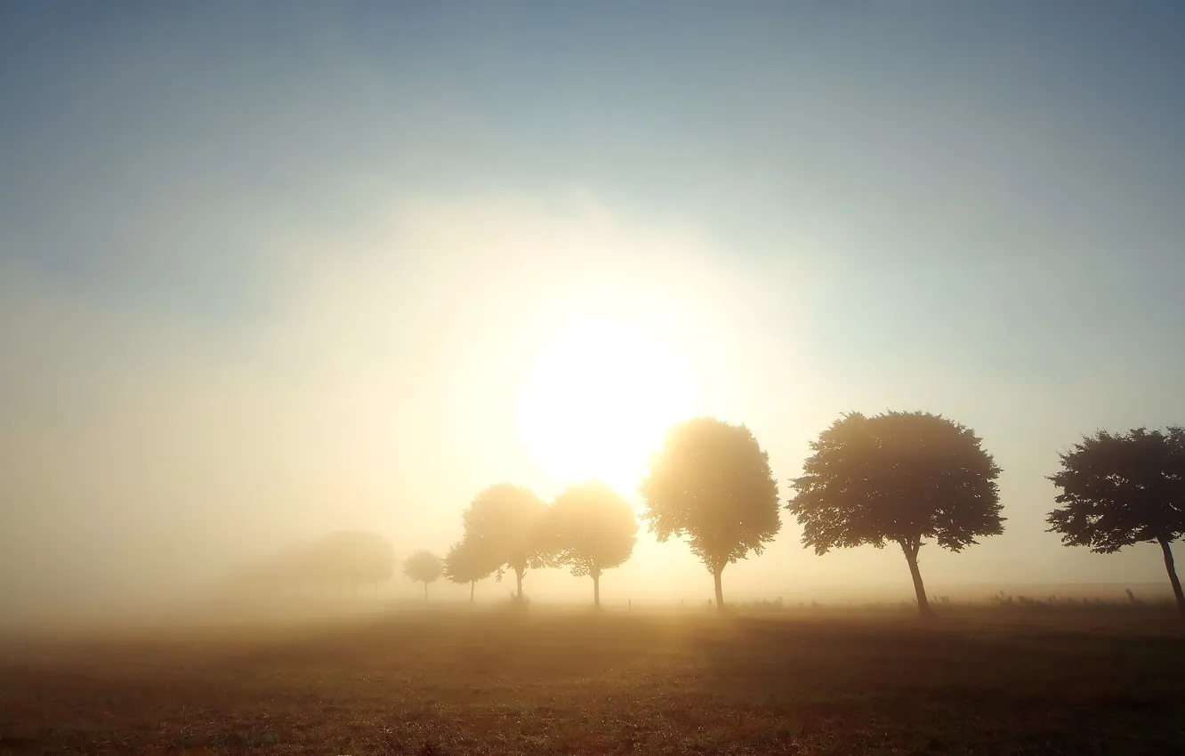 Фото обои поле, солнце, деревья, туман