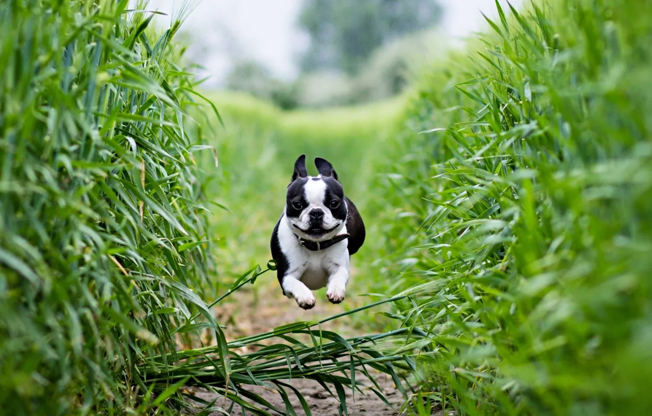 Фото обои green, dog, scenery, hop, french, bulldog, running