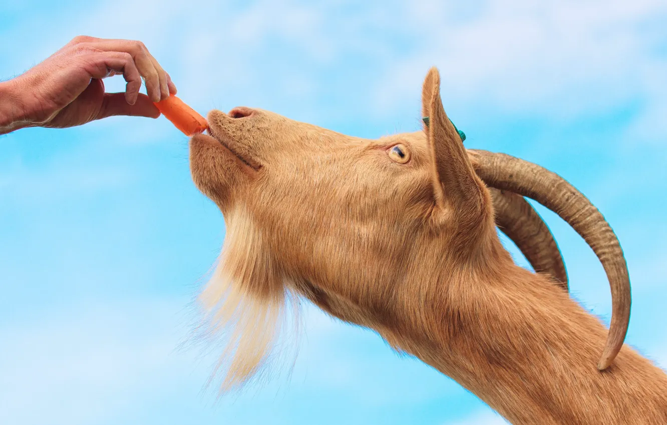 Фото обои небо, морда, рука, козел, корм, морковь, коза, голубой фон