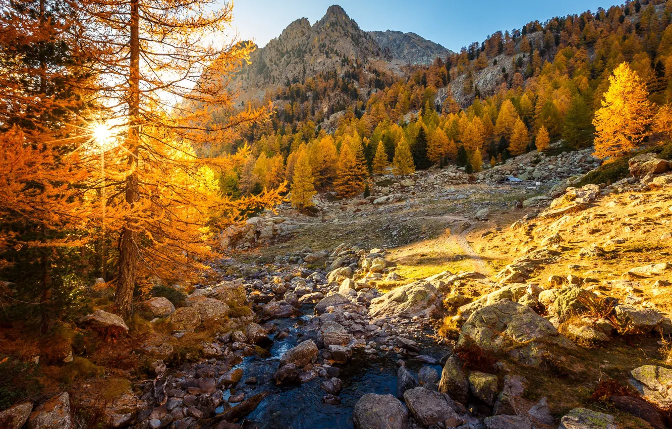 Фото обои осень, лес, солнце, лучи, свет, горы, ветки, ручей