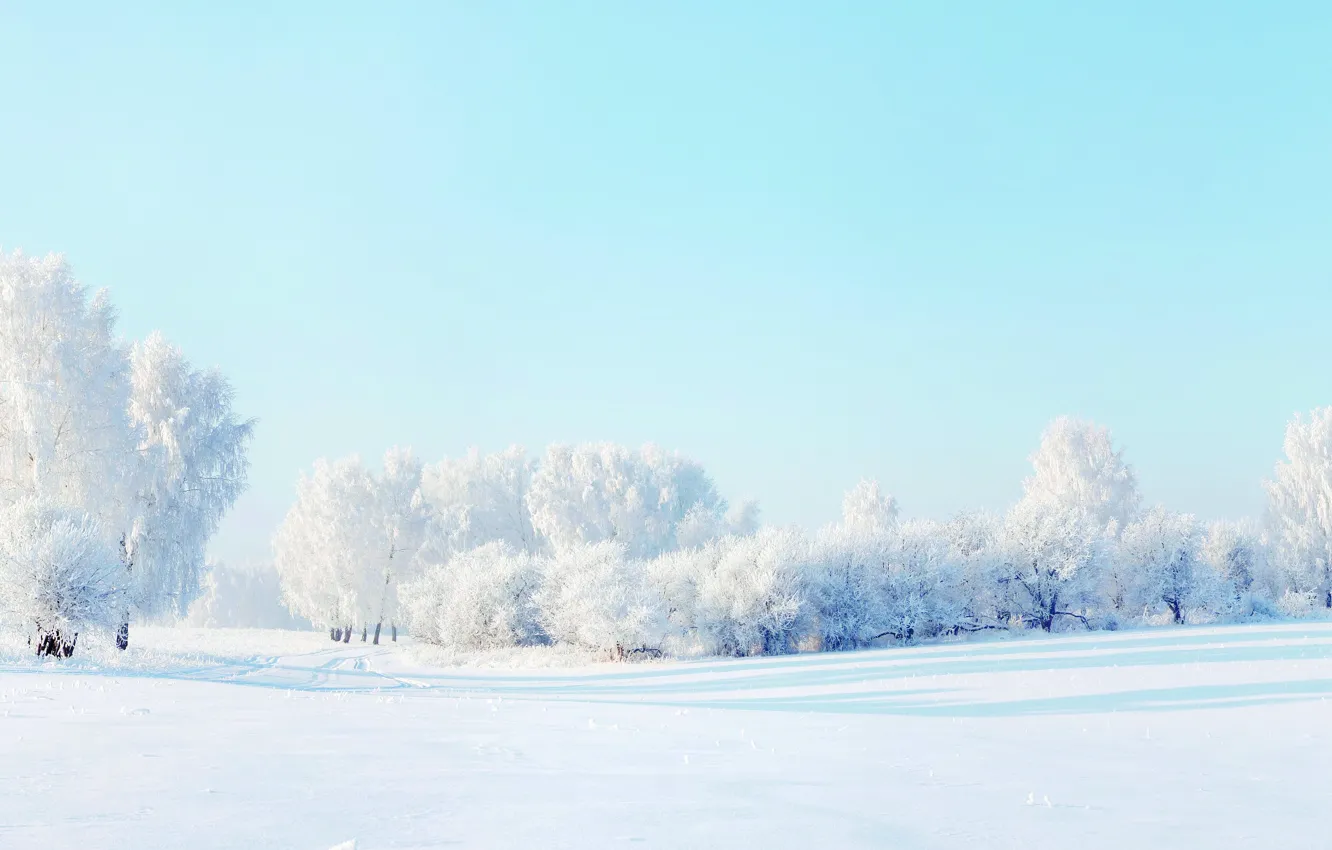 Фото обои зима, снег, Лес