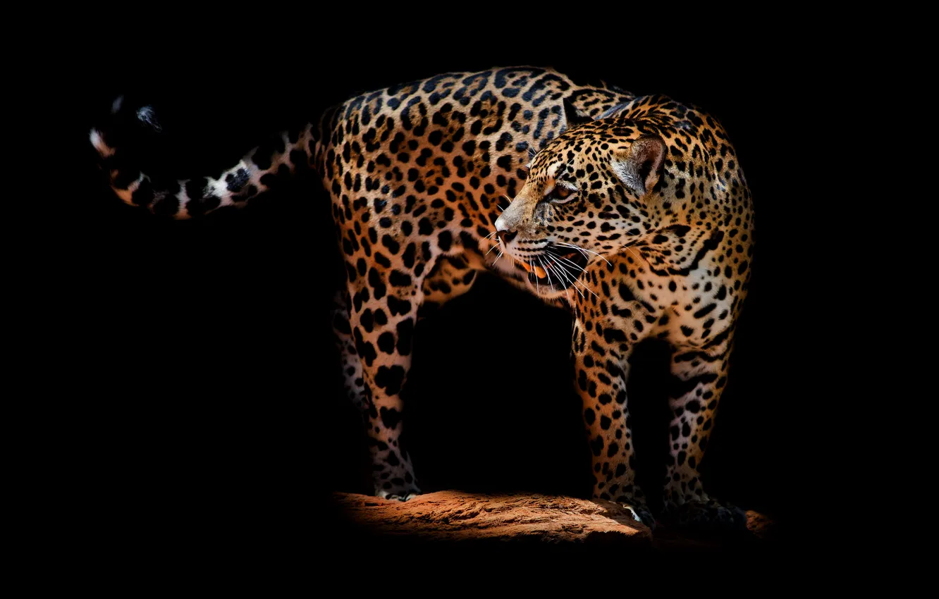 Фото обои взгляд, морда, поза, темнота, спина, пасть, леопард, хвост