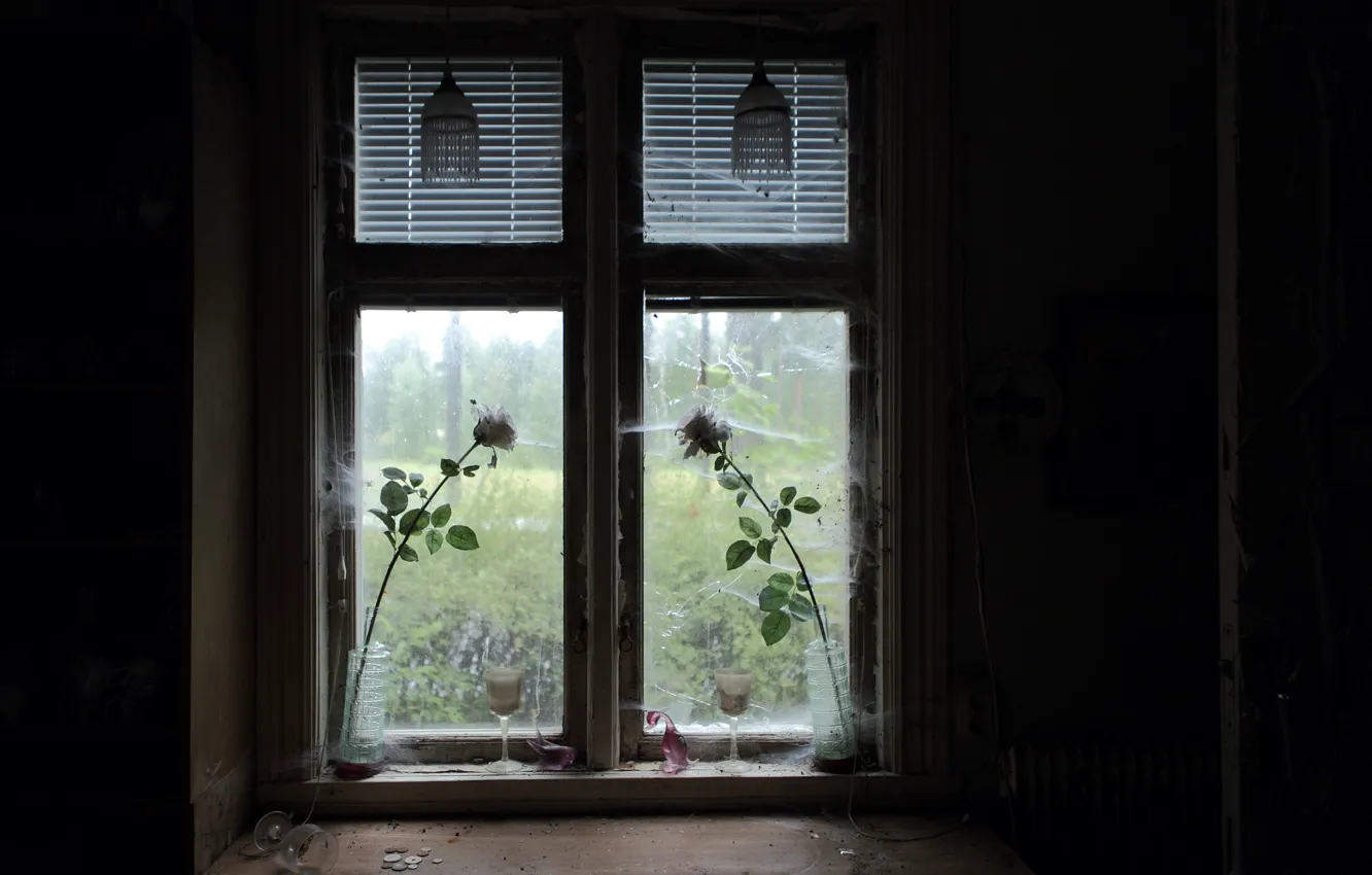 Фото обои розы, паутина, окно