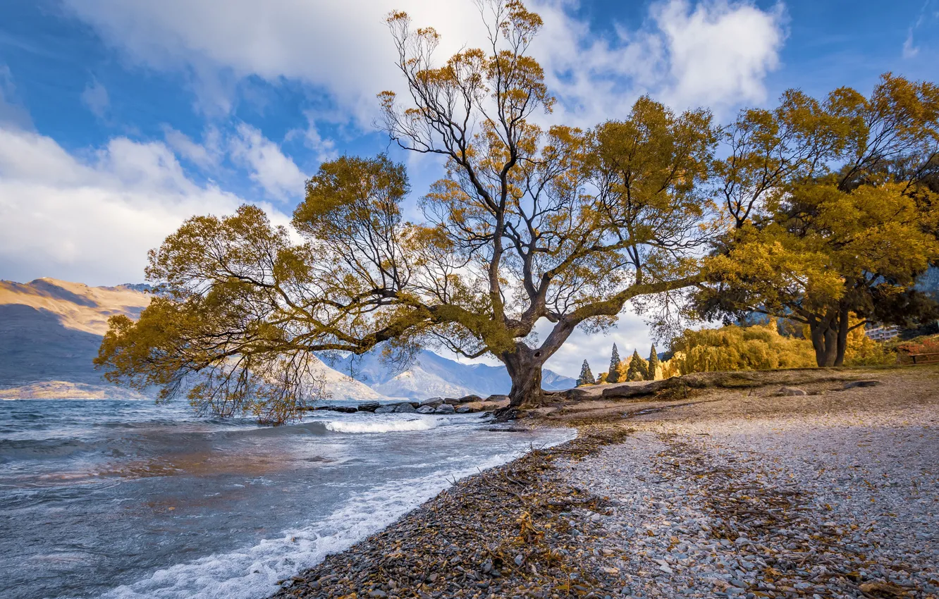 Фото обои озеро, дерево, Новая Зеландия, New Zealand