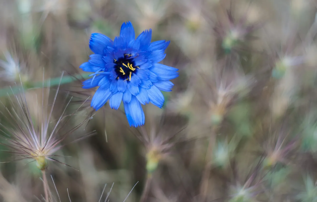 Фото обои поле, цветок, трава, цветы, голубой, василек