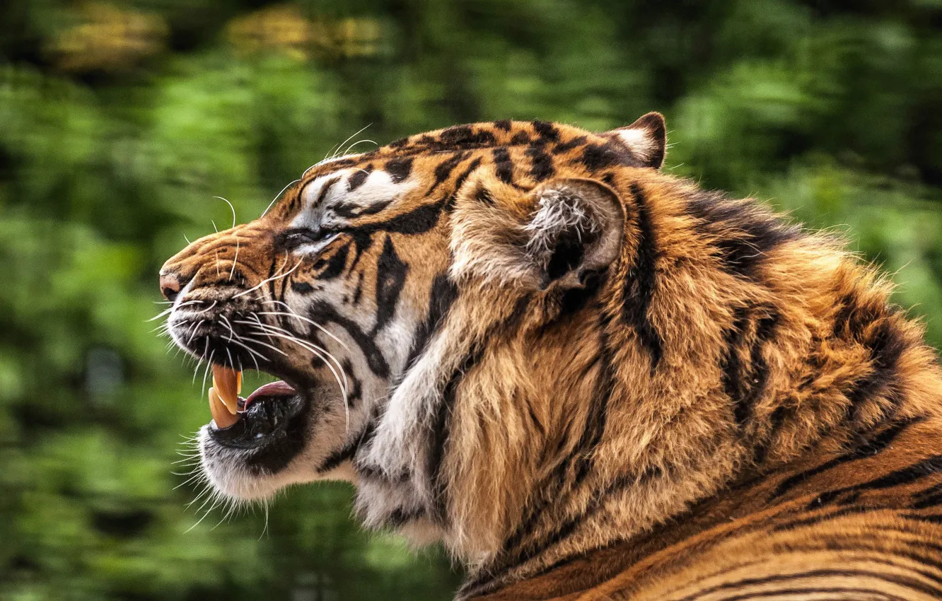 Фото обои кошка, тигр, зубы, пасть