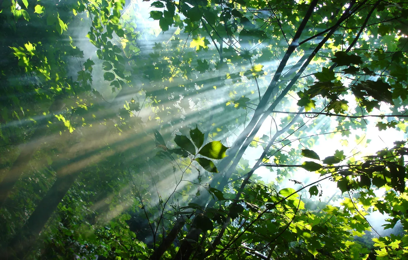 Фото обои лес, листья, солнце, деревья, дым, Лучи