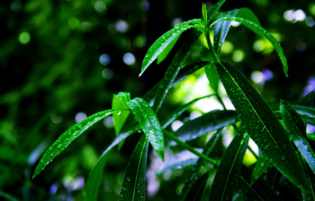 Фото обои листья, капли, зеленый, растение