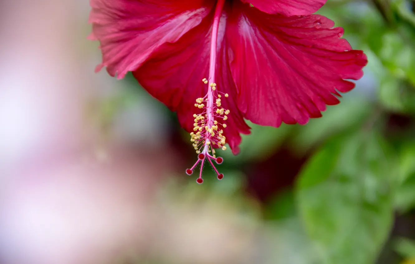 Фото обои Flowers, sri lanka, thanu, ragul, thanujan, thanujan thanabalasingam, thanujan_t, thanujan13