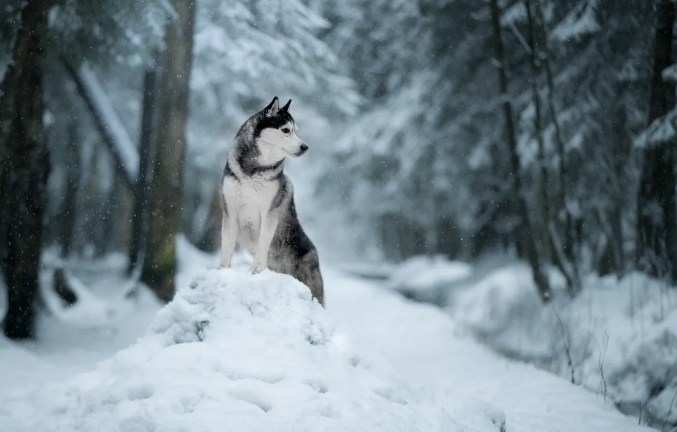 Фото обои зима, снег, природа, собака, сугроб, Хаски