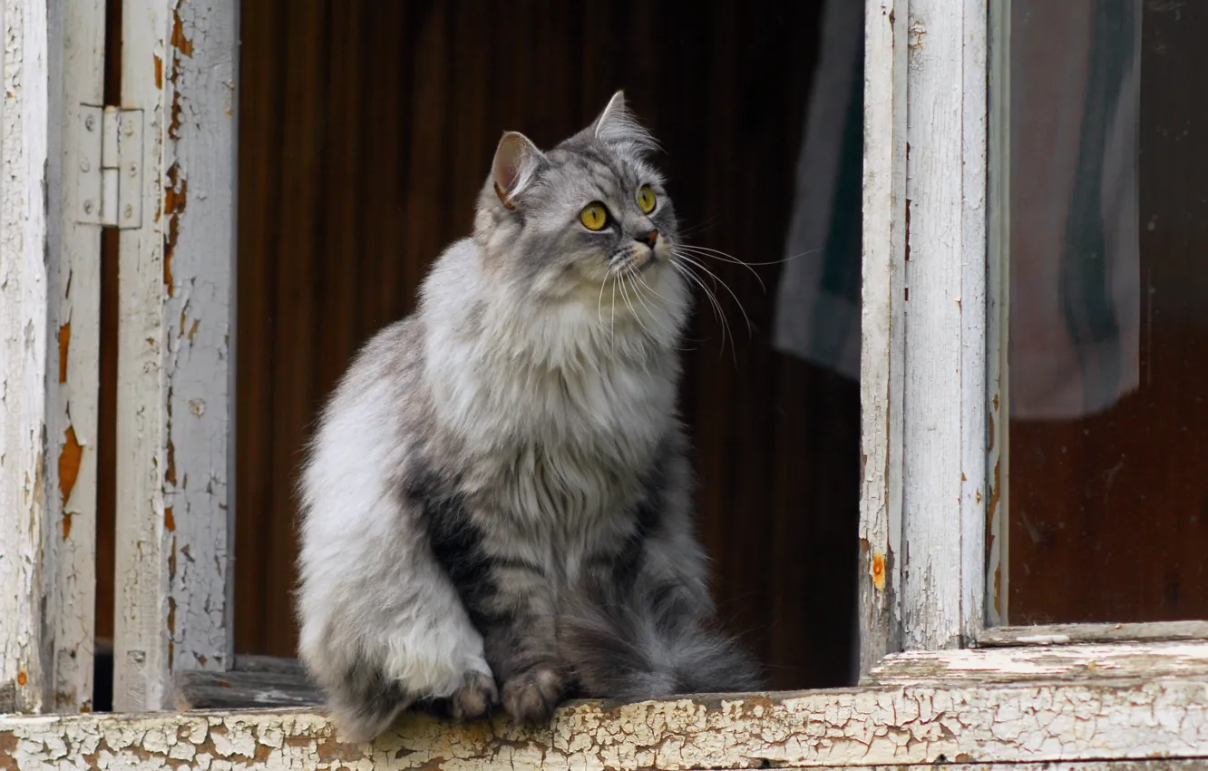 Фото обои кошка, взгляд, окно