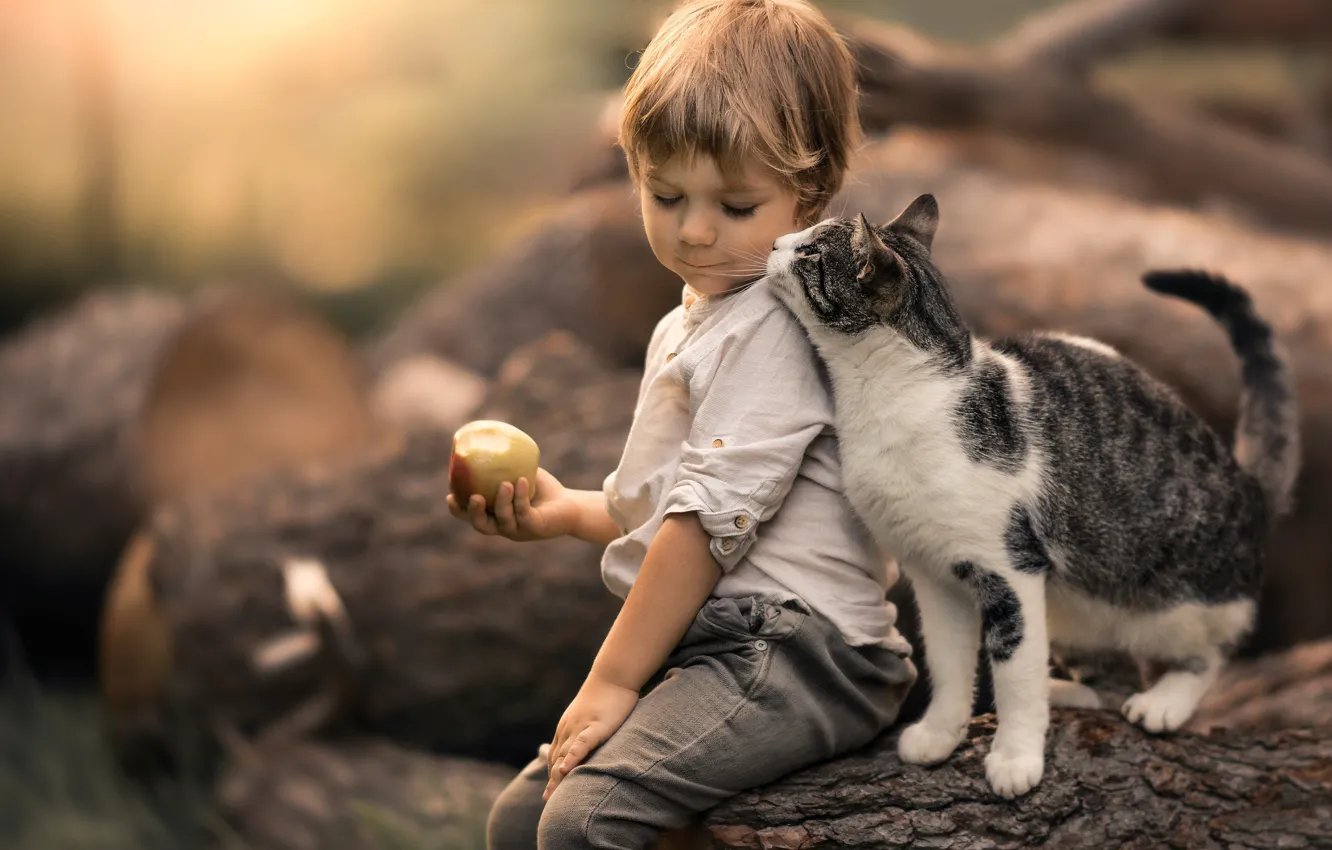 Фото обои кошка, кот, яблоко, мальчик, дружба, друзья, боке