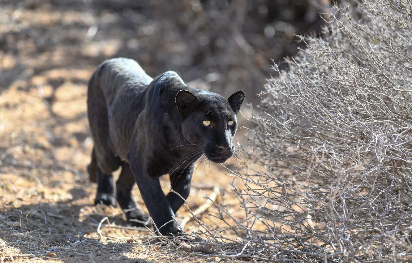 Фото обои хищник, пантера, дикая кошка, крадётся, чёрный леопард