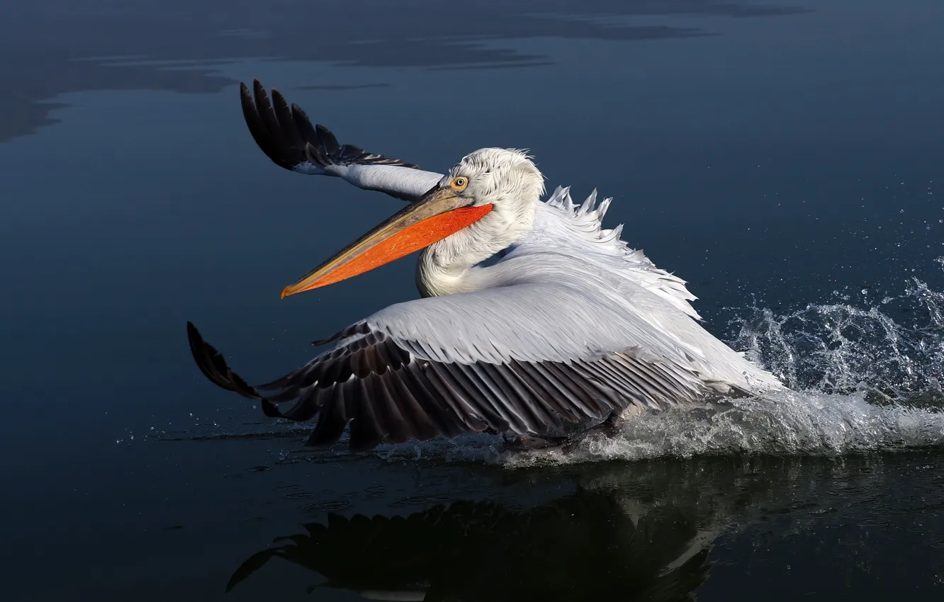 Фото обои вода, брызги, птица, взлет, водоем, пеликан, разбег, взмах крыльев