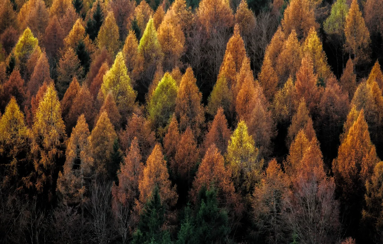 Фото обои осень, лес, деревья, природа