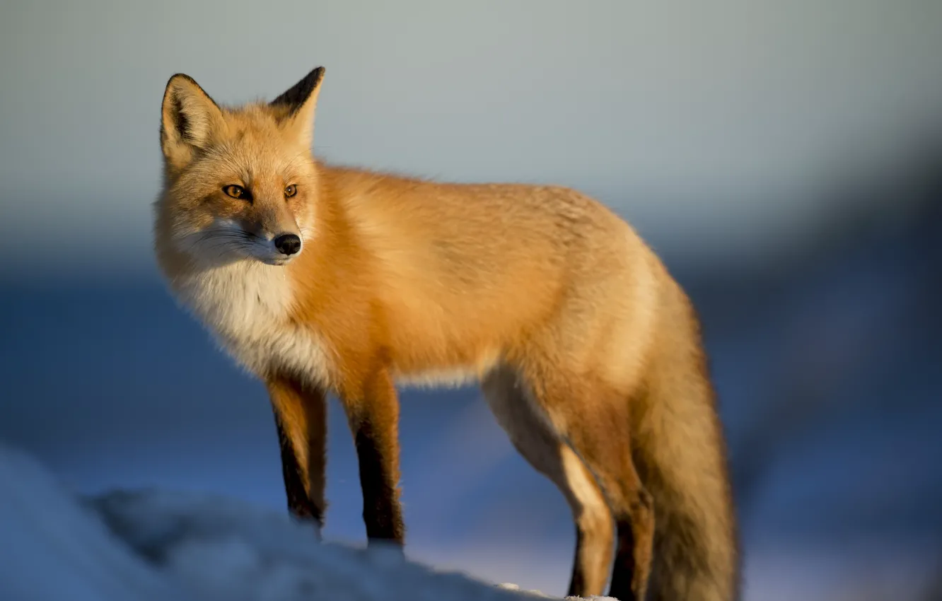 Фото обои зима, снег, природа, животное, лиса, лисица