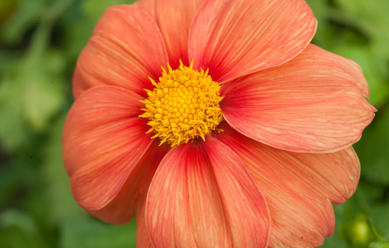 Фото обои цветы, желтый, красный, растение, лепестки