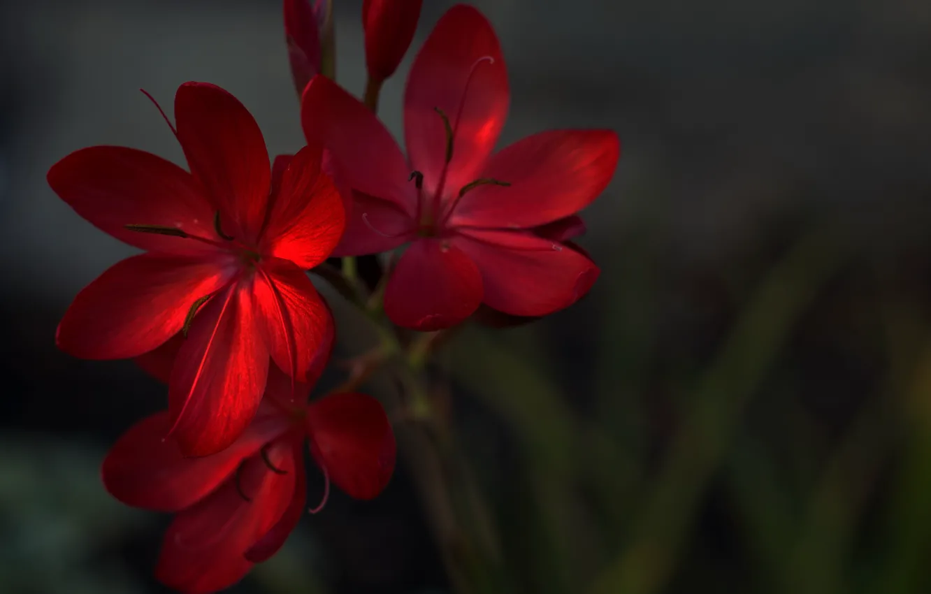 Фото обои Цветы, Растение, Flowers, Plant, Красная Герань, Red Geranium