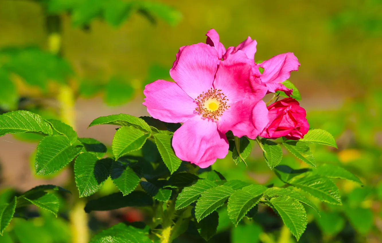Фото обои rose, flower, pink