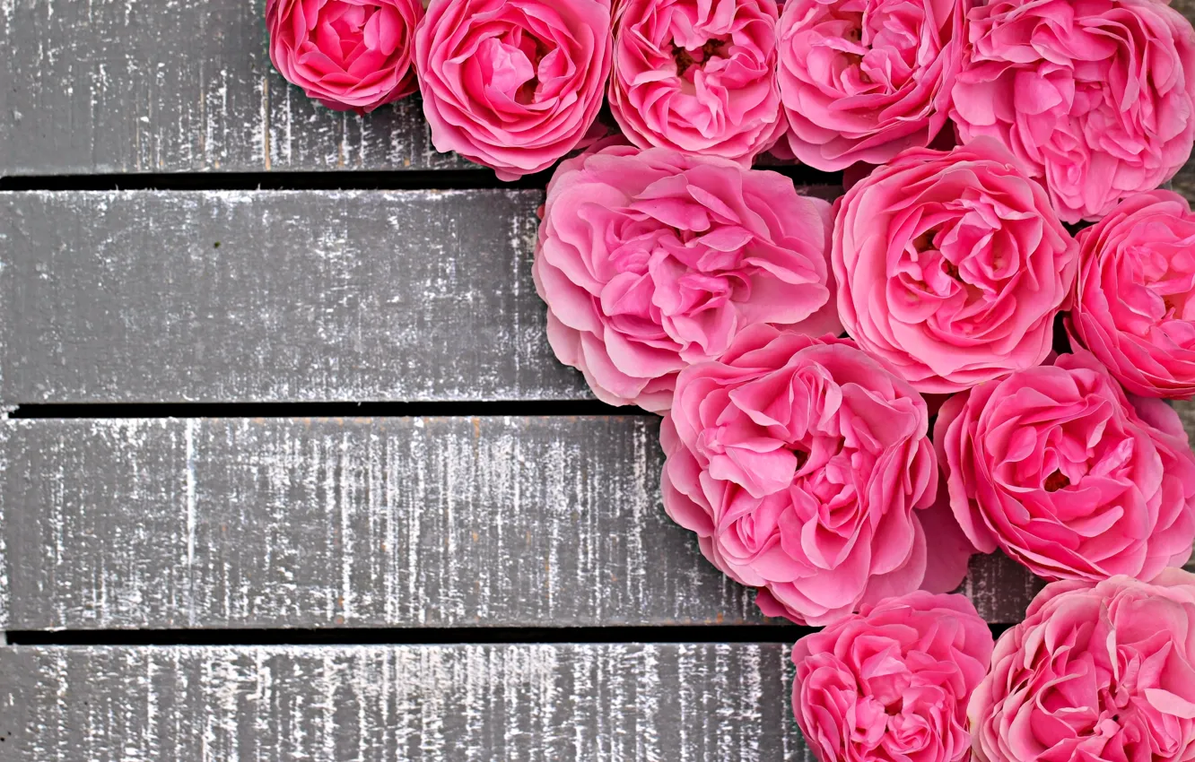 Фото обои розы, розовые, бутоны