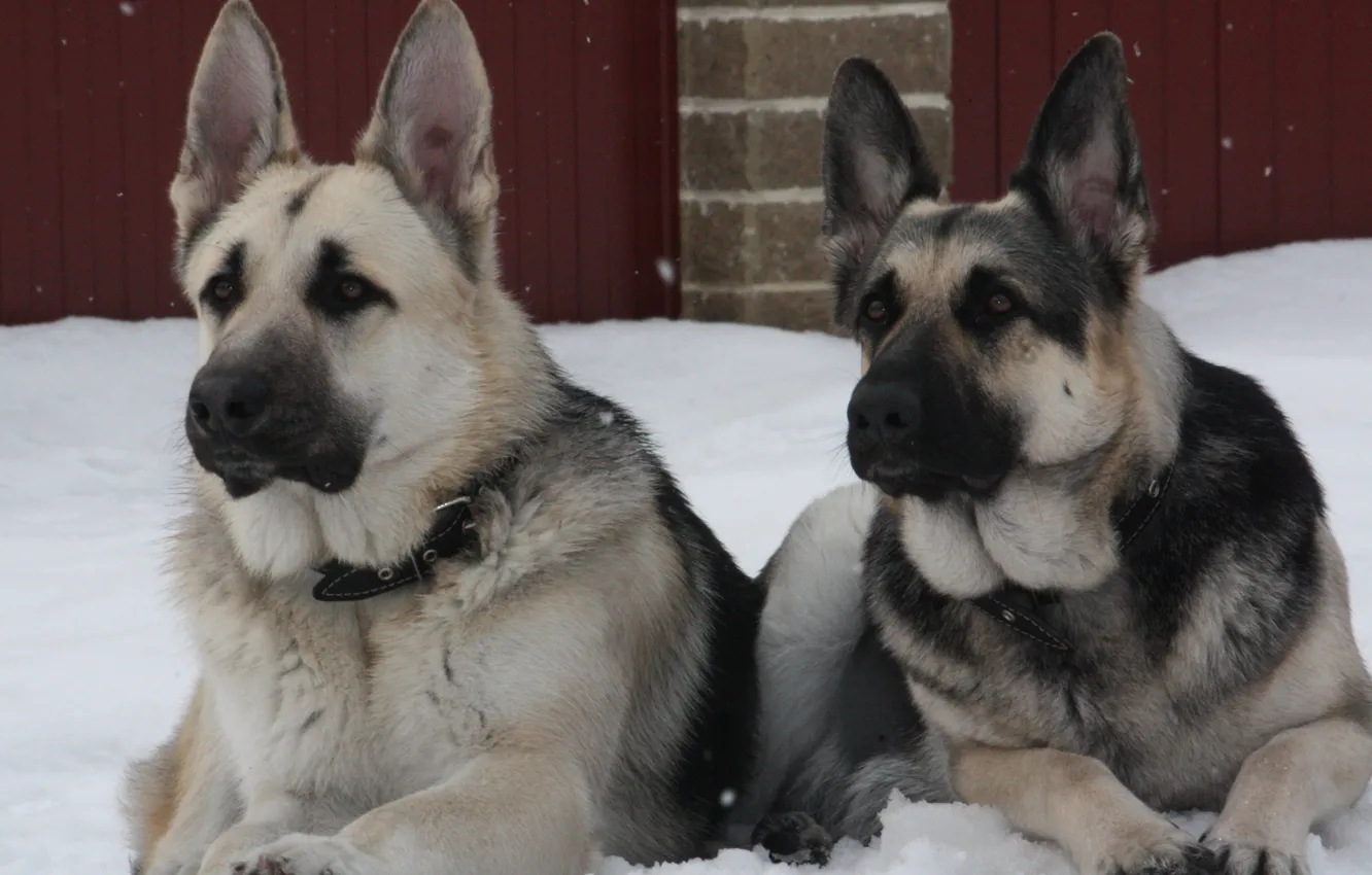 Фото обои снег, пара собак, Восточноевропейская овчарка