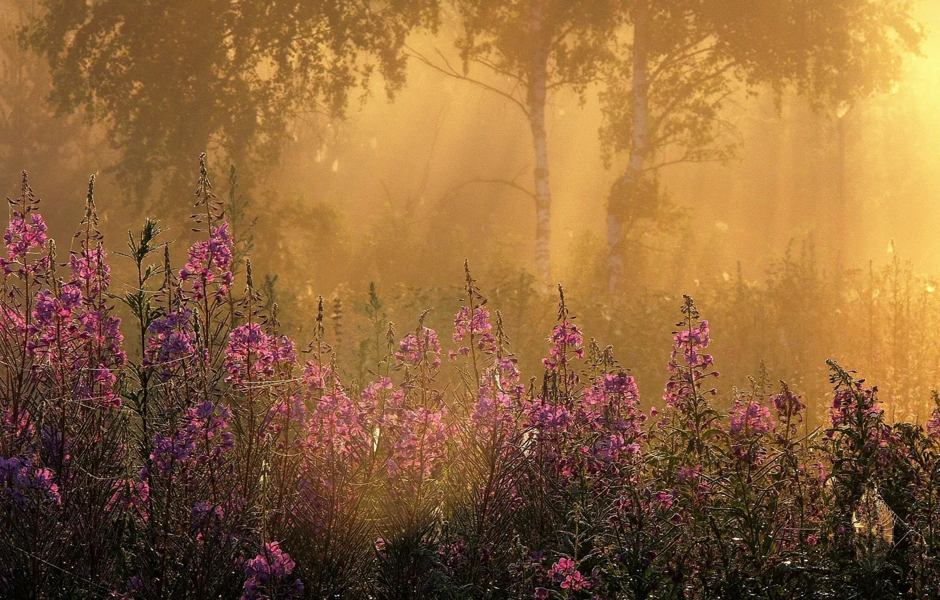 Фото обои трава, лучи, деревья, цветы, туман, Утро, березы