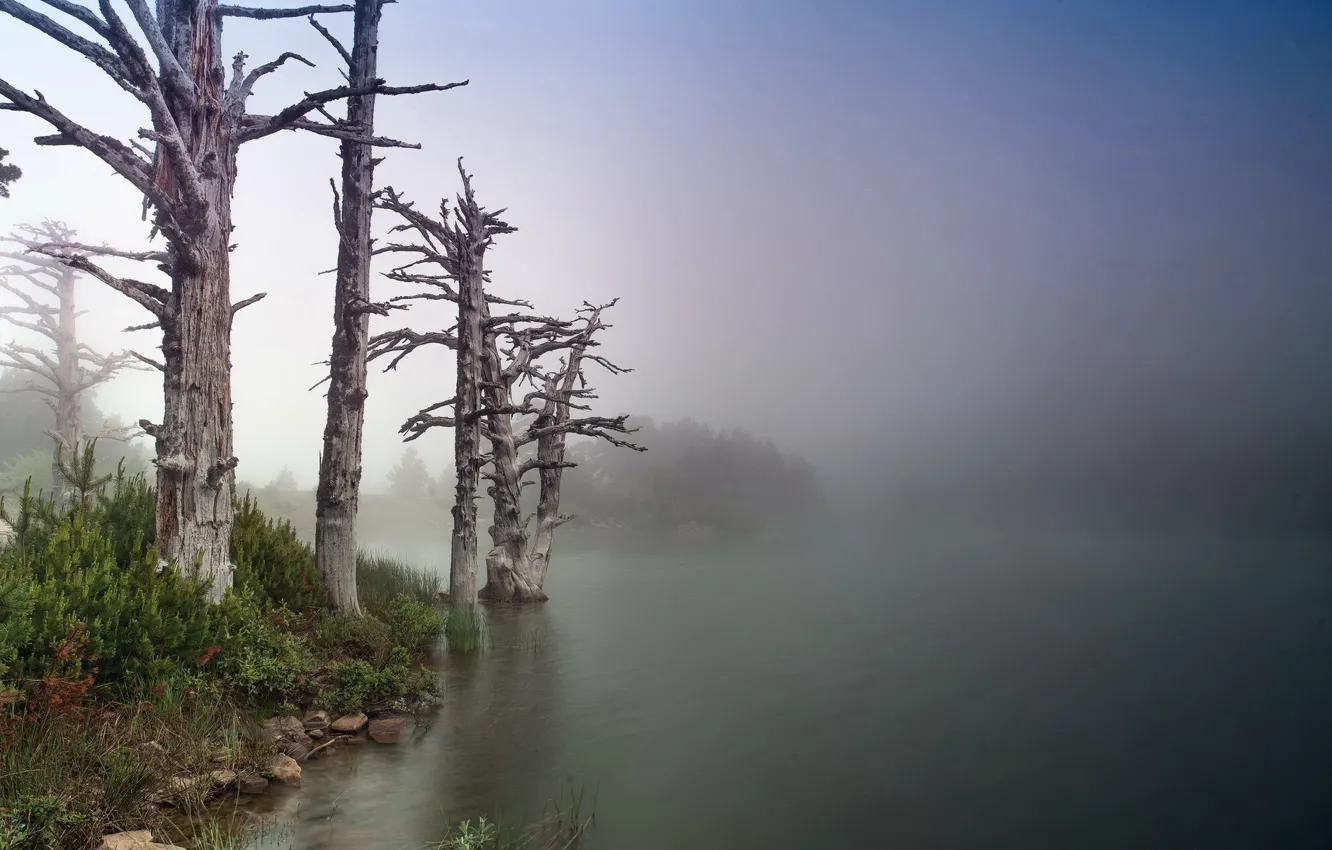 Фото обои деревья, природа, река, берег, утро, стволы. туман