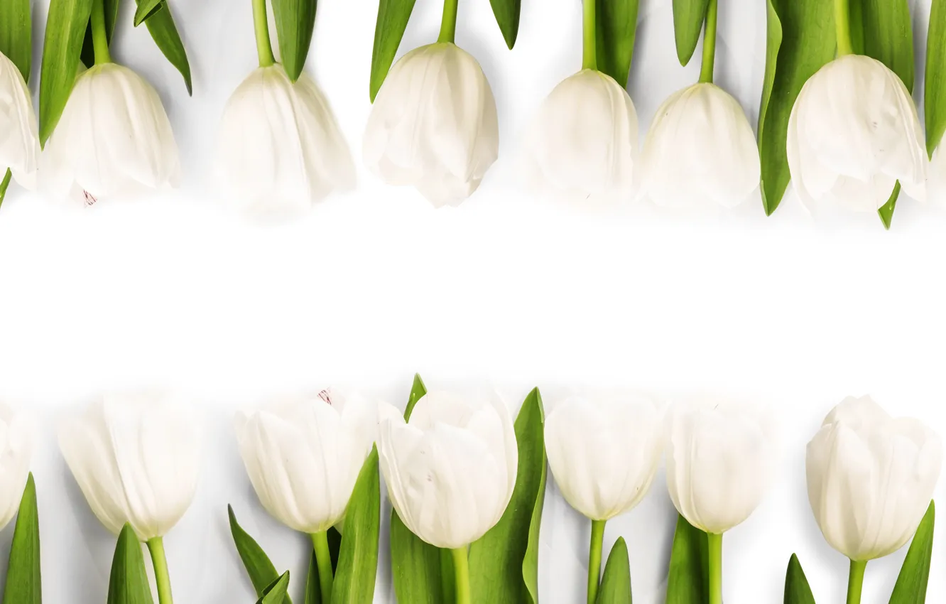 Фото обои цветы, весна, тюльпаны, white, белые, fresh, flowers, tulips