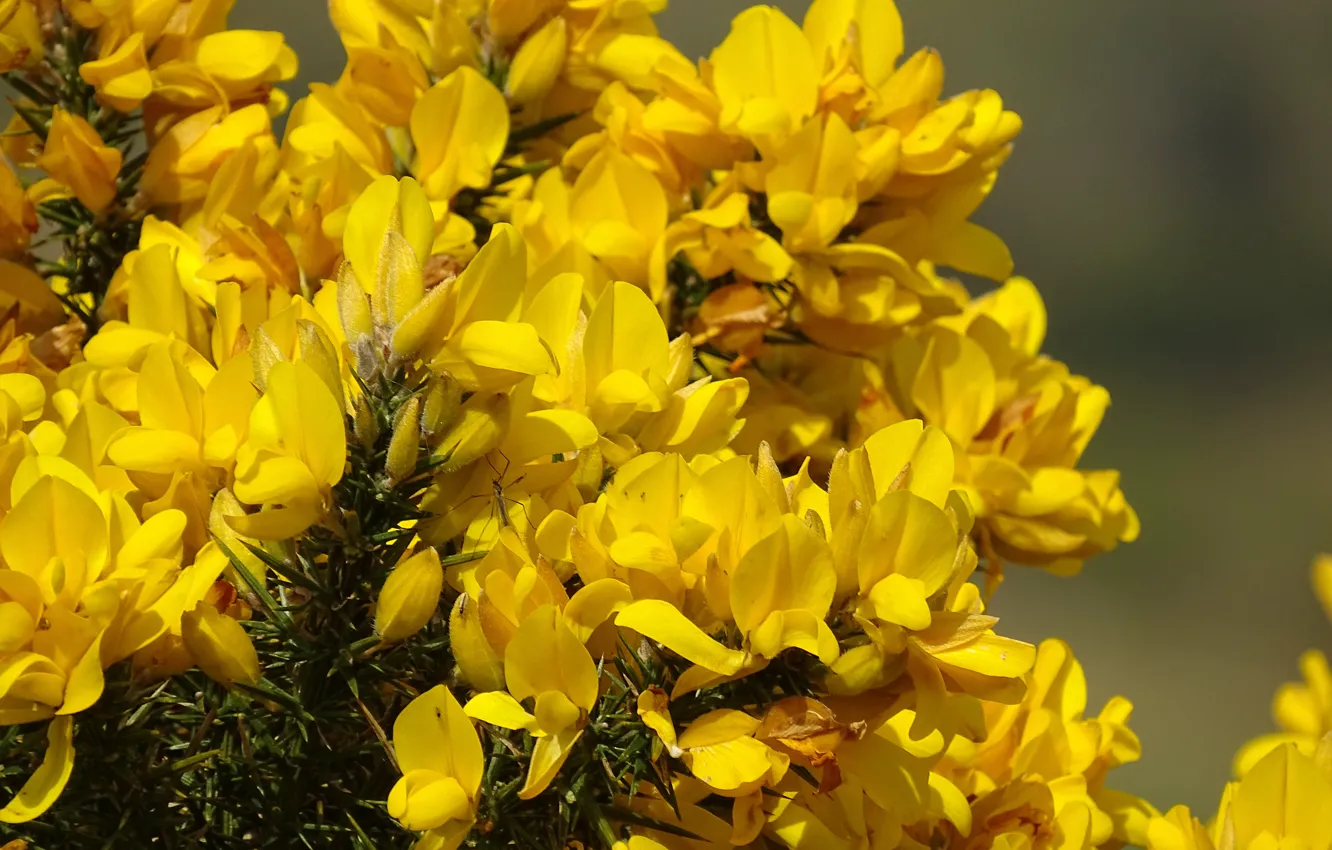 Фото обои Spring, Flowering, Yellow flowers, Genista, Дрок