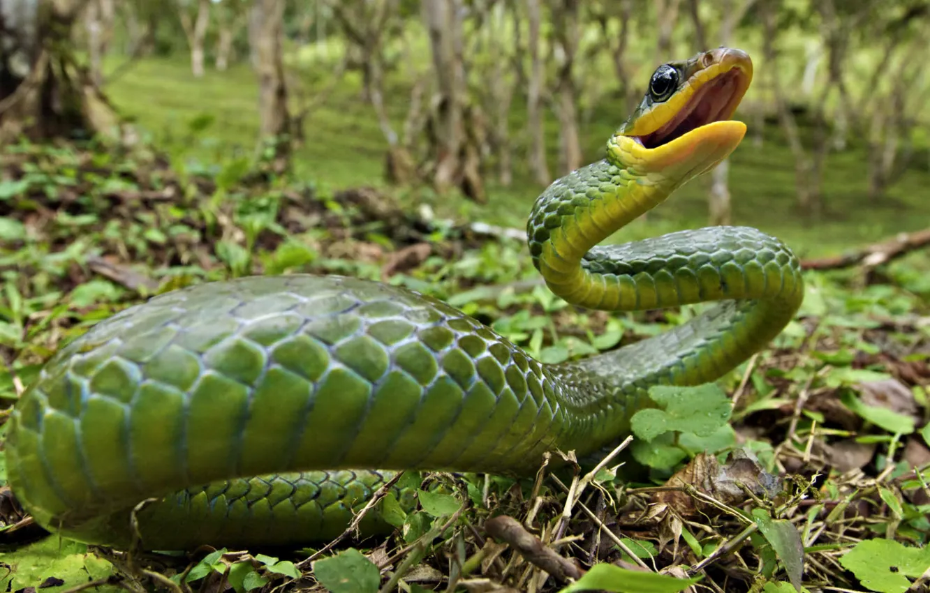 Фото обои 1920x108, 123x323, 542x122