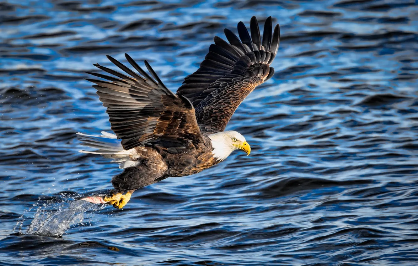 Фото обои полет, брызги, рыбалка, крылья, рыба, хищник, добыча, белоголовый орлан