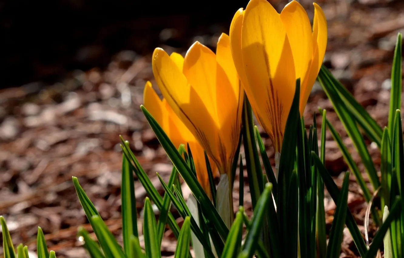 Фото обои цветы, оранжевый, весна